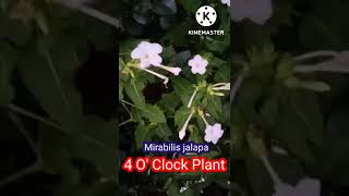 Mirabilis jalapa।।4OClock Plant [upl. by Tucky]