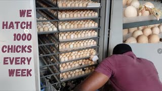 We hatch 1000 chicks every week from a 5280 capacity incubator [upl. by Hceicjow]