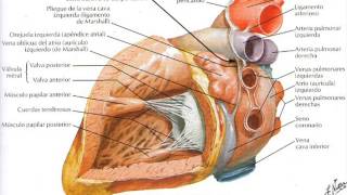 Anatomía cardíaca para Enfermería [upl. by Aicargatla237]