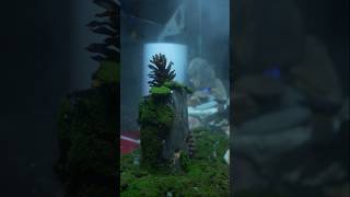 Tiger Centipede Ecosystem Part  2 shorts bluebox [upl. by Aitat]