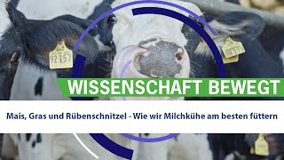 Mais Gras und Rübenschnitzel Wie wir Milchkühe am besten füttern [upl. by Mitchell611]