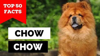 99 of Chow Chow Owners Dont Know This [upl. by Kirk]