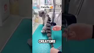 Cat  Godzilla  CATZILLA 🤣🤣 [upl. by Lisa996]