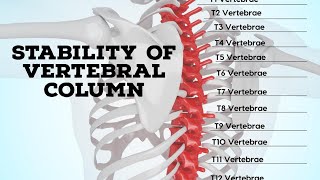 Stability of vertebral column [upl. by Norval742]