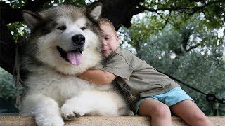 Adorable Alaskan Malamute playing with kids  Dog Loves Baby Compilation [upl. by Chane]