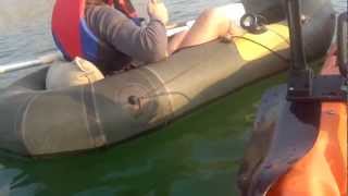 Fishing for Large Scale Barbel  quotKineretquot lake Israel [upl. by Gayner]