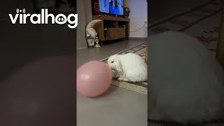 Cute Bunny Plays With Balloon  ViralHog [upl. by Olenolin]