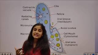 Paramecium caudatum in detail du jnu bhu cuet gate fourhands [upl. by Siro477]