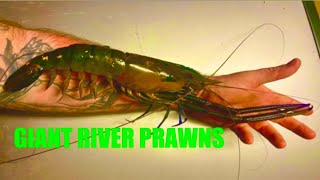 Giant River Prawns Cherabin Red Claw Crayfish Crawfish Catch And Cook LAKSA [upl. by Milde578]