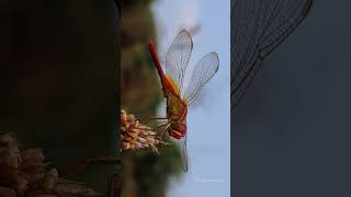 Crocothemis servilia Scarlet Skimmer Dragonfly insects nature youtubeshorts photography love [upl. by Enale]