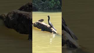 Person Filming Anhinga as it Eats Fish UpClose [upl. by Aisatsan195]