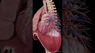 3d anatomy of the heart and diaphragm anatomy meded science [upl. by Mccreery]