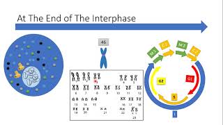 Meiosis and the variation of gametes [upl. by Nhabois]