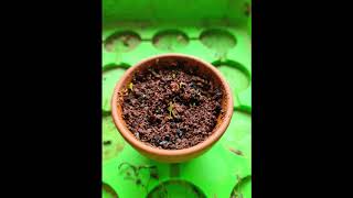 Chives growth time lapse from the seed [upl. by Ecaroh]