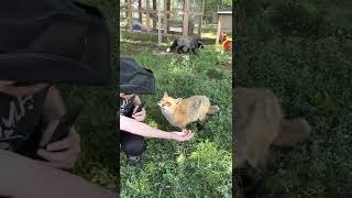 Finnegan Fox eating treats from my hand at Save A Fox rescue 72422 [upl. by Aener]