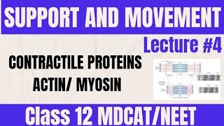 ACTIN AND MYOSIN TROPONINTROPOMYOSIN LECTURE 4  CLASS 12 MDCAT [upl. by Aisinut]