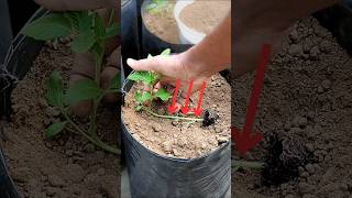 টমেটো চারা রোপণ করার সঠিক নিয়ম  Planting tomato plants sideways tomato টমেটো [upl. by Slohcin921]