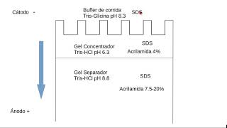 Electroforesis de proteínas en geles de poliacrilamida 4 Sistemas discontinuos [upl. by Adniles100]