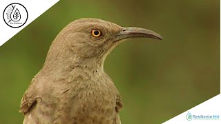 VOZ y CANTO Cuicacoche Pico Curvo Toxostoma curvirostre Curvebilled Thrasher quotAlas Resilientesquot [upl. by Ettevad359]