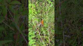 Gulf Fritillary butterfly [upl. by Libby442]