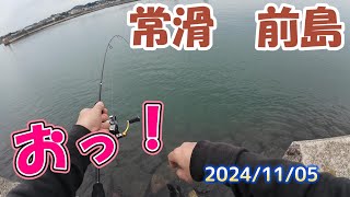 【愛知県釣り】20241105 知多半島 常滑 前島＃228 [upl. by Fredric47]