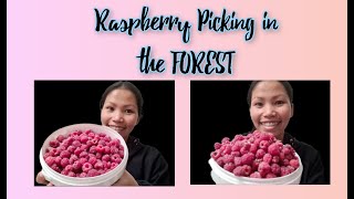 Raspberry Picking  Finland Berry Picking Season [upl. by Eelyek]