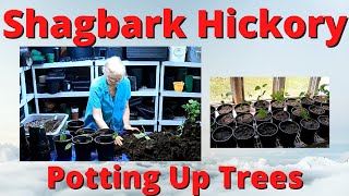 Potting up Shagbark Hickory trees [upl. by Manus]