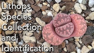 Lithops Collection Species and ID  An Introduction to these Amazing Succulents [upl. by Biddle659]