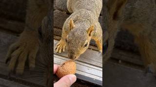 Hand Feeding Squirrel a Jumbo Walnut 🤌🌰🐿️❤️ squirrelvideo [upl. by Enirual]