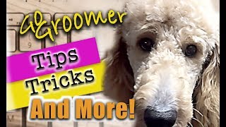 GoldenDoodle GroomingTips and Products [upl. by Ortensia]