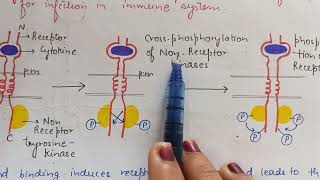 Cytokine receptors Enzyme associated receptor Cell Surface Receptors  CSIR NET Life sciences [upl. by Ikcin]