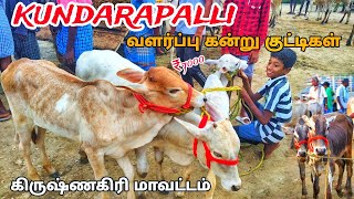 11102024 kundarapalli Friday market Krishnagiri district வளர்ப்பு கன்று குட்டிகள் விற்பனை 🥰 [upl. by Erund]