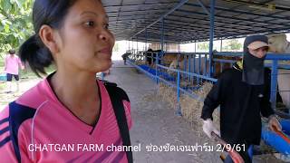 เยี่ยมชมTerry farm ฟาร์มวัวขุนวัวเนื้อวัวแม่พันธุ์ อพลับพลาชัย จบุรีรัมย์ ช่องCHATGAN FARM [upl. by Nuhs]