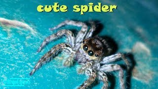 Arachnida Species  Cute Jumping Spider Species 6  Ooops This Cute Spider Poops [upl. by Marvel444]