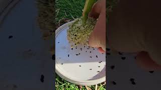 How To Grow and Collect Onion Seed onionseed onionseeds [upl. by Samal]