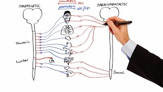 Autonomic Nervous System  Neurology  Neuroanatomy  Part 1🧠 [upl. by Furie996]