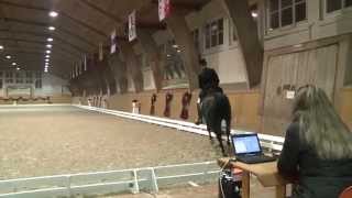 Hans Staub mit Warbeau im Grand Prix NPZ Bern 2014 [upl. by Grath]