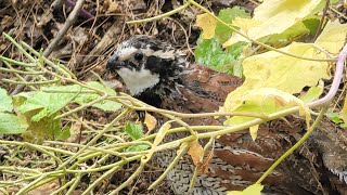 Bobwhite Quail Flight Pen 3 Quail TullyRiverQuail PAQuail [upl. by Thisbe]