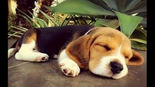 Funny And Cute Beagle Puppies Compilation 3  Cutest Beagle Puppy [upl. by Sualohcin158]