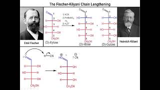 Lec10  The FischerKiliani Sugar Synthesis [upl. by Erreipnaej655]