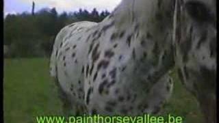 appaloosa [upl. by Haziza290]