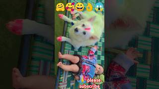 Mummy ka dulara tyzuu🐕🐕husky dogsiberianhusky cute babyyoutubeshorts  Milperthusky Mrkarbani [upl. by Quiteri600]