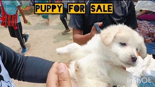 Puppy for Sale at Damcherra North Tripura Tripura Price 2500 to 7000 [upl. by Oglesby510]