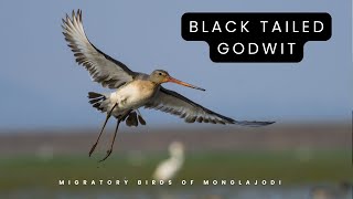 Black Tailed Godwit I Identification I Information I English [upl. by Navis]