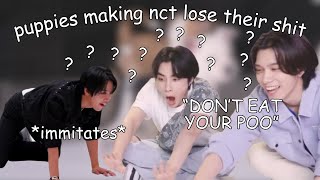 chaotic puppies vs nct [upl. by Eilime551]