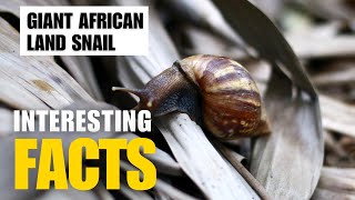 Most Interesting Facts About Giant African Land Snail  Interesting Facts  The Beast World [upl. by Eserehc994]