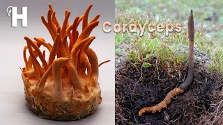 The Worlds Most Expensive Fungus  Cordyceps  Awesome Cordyceps Militaris Cultivation  Happy Farm [upl. by Horbal]