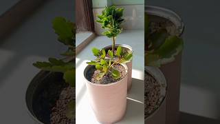 Kalanchoe plant care🌱🌱reels song plantcare trending kalanchoeyshorts [upl. by Ahseenat]