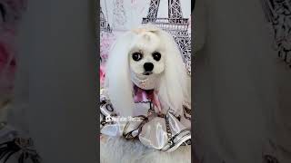 Beauty in Maltese Dogs🌷 pets fashiontips doggieroyalty [upl. by Arres]