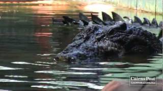 Cassius Worlds Largest Crocodile in Captivity Green Island Australia [upl. by Celisse]